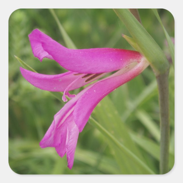 Adesivo Quadrado Vinhetas da Flor Rosa (Frente)
