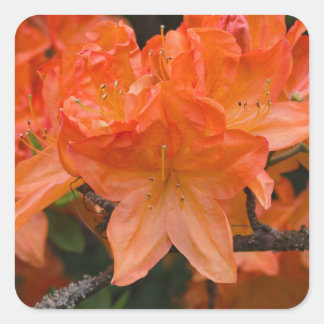 Adesivo Quadrado Vinhetas de Flor Rhododendron Laranja
