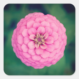 Adesivo Quadrado Vinhetas de Flor Zinnia Rosa Quadradas