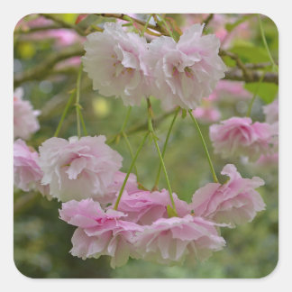 Adesivo Quadrado Vinhetas de flores de cereja japonesas, cor-de-ros