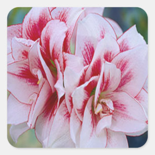 Adesivo Quadrado Vinhetas de Flores Rosa