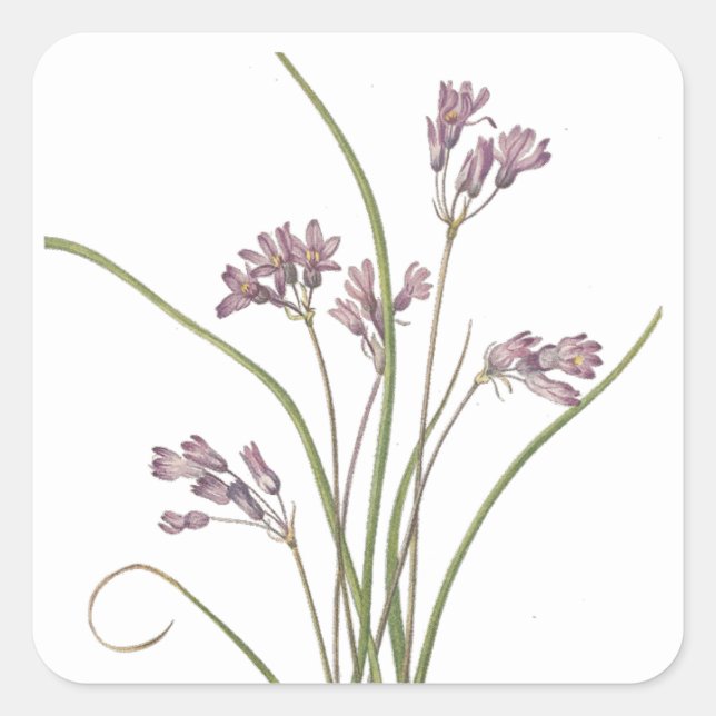 Adesivo Quadrado Vinhetas de flores silvestres (Frente)