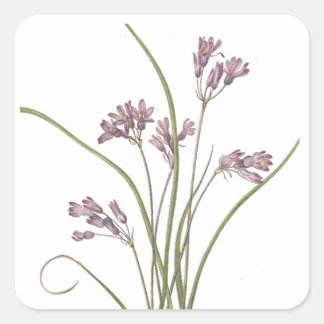 Adesivo Quadrado Vinhetas de flores silvestres
