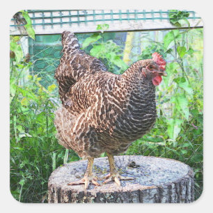 Adesivo Quadrado Vinhetas de frango