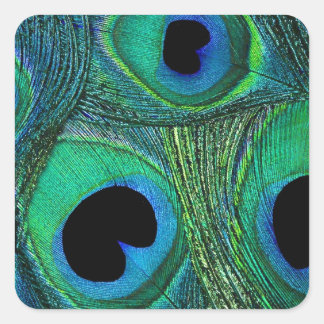 Adesivo Quadrado Vinhetas de penas de punho azul verde-lacrimogêneo