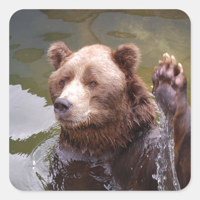 Adesivo Quadrado Vinhetas de Urso Castanho (Frente)