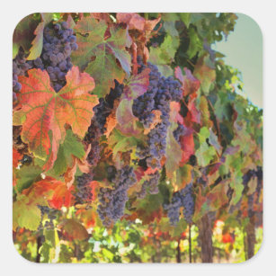 Adesivo Quadrado Vinhetas de uvas para vinho