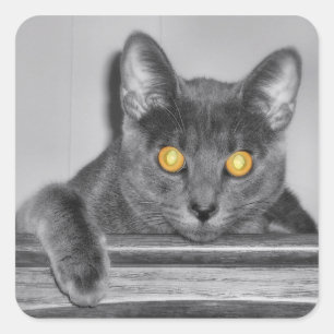 Adesivo Quadrado Vinhetas Douradas