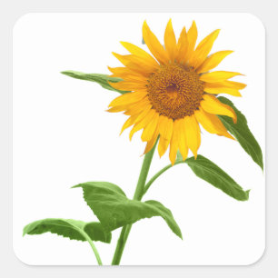 Adesivo Quadrado Vinhetas Florais Amarelas