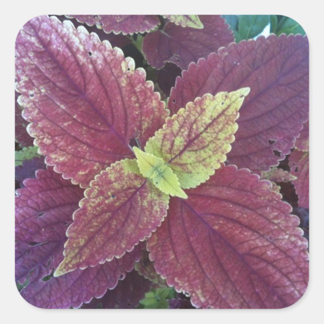 Adesivo Quadrado Vinhetas Quadradas Grandes da Fábrica de Folha Ver (Frente)