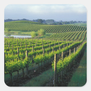 Adesivo Quadrado Vinhos em filas negras no Napa da Califórnia