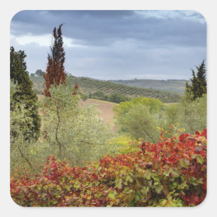Adesivo Quadrado Vinícola perto de Montalcino, Toscana, Itália