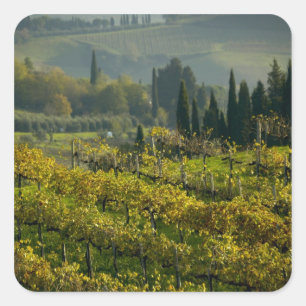 Adesivo Quadrado Vinícola, Toscana, Itália