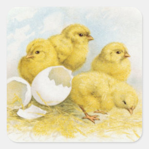 Adesivo Quadrado Vintage Baby Chickens