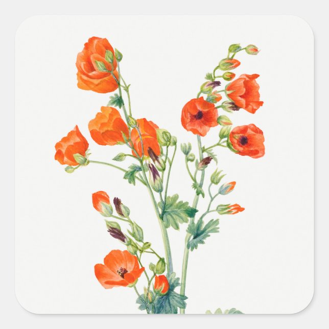 Adesivo Quadrado Vintage Desert Globemallow Botanical Illustration (Frente)
