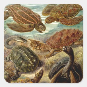 Adesivo Quadrado Vintage Haeckel Turtles