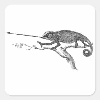 Adesivo Quadrado Vintage Lizard Chameleon - Modelo