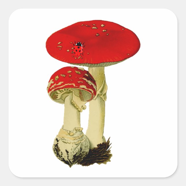 Adesivo Quadrado Vintage Mushroom (Frente)