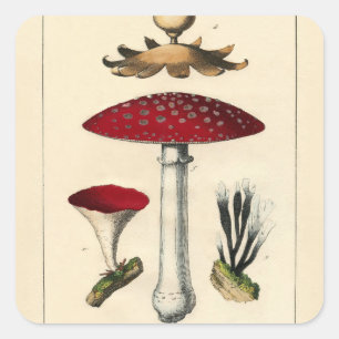 Adesivo Quadrado Vintage Mushroom Botanical Impressão