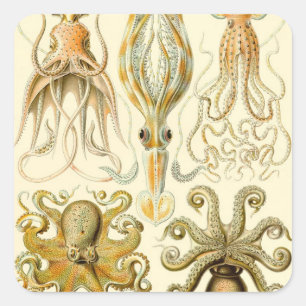 Adesivo Quadrado Vintage Octopus Squid Gamochonia por Ernst Haeckel
