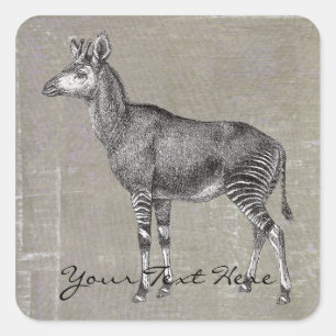 Adesivo Quadrado Vintage Okapi