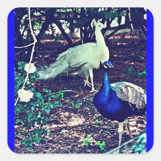 Adesivo Quadrado Vintage Peacocks (Frente)