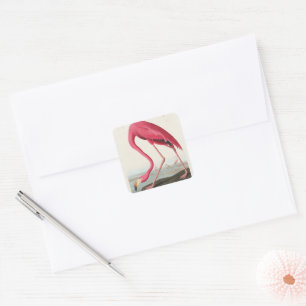 Adesivo Quadrado Vintage Pink Flamingo Audubon