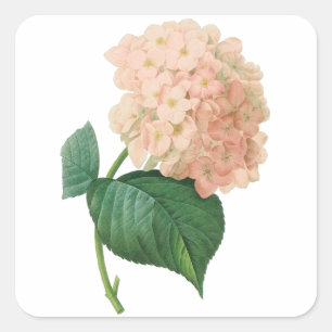Adesivo Quadrado Vintage Pink Hydrangea Hortensia Flower por Redout