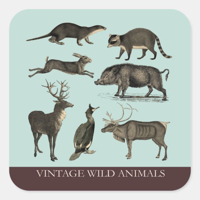 Adesivo Quadrado Vintage Selvagem Animal Sticker (Frente)