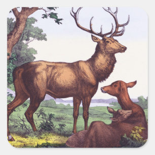 Adesivo Quadrado Vintage Square Sticker