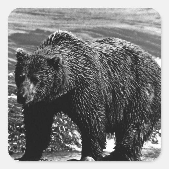 Adesivo Quadrado Vintage USA Alaska — urso pardo 1970 (Frente)