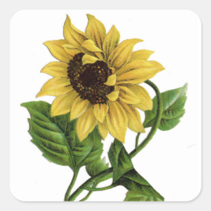 Adesivo Quadrado Vintage Yellow Sunflower Graphic Sticker