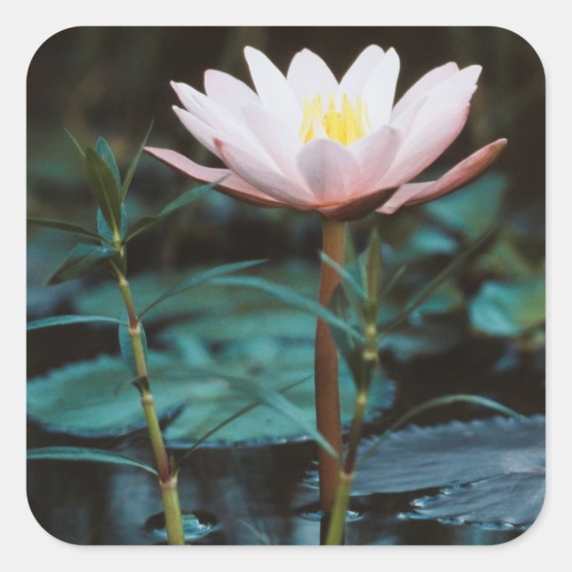 Adesivo Quadrado Vista aproximada de Water Lily no lago Inle (Frente)