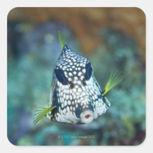 Adesivo Quadrado Vista subaquática de Peixe-Aranha Suave (Lactofry