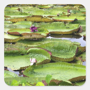 Adesivo Quadrado Vitoria Regis, vitórias-régias na Amazônia