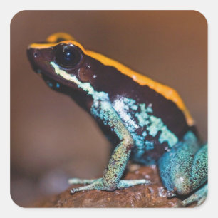 Adesivo Quadrado Vittatus de Phyllobates, um sapo da seta do veneno