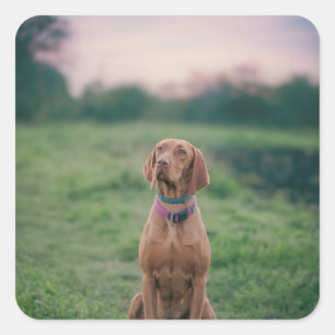 Adesivo Quadrado vizsla sentado