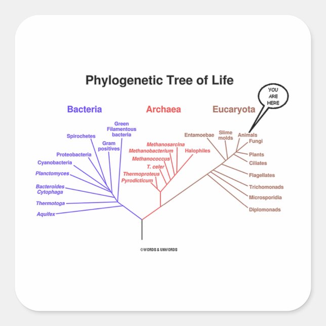 Adesivo Quadrado Você Está Aqui Árvore Da Vida Filogenética (Biolog (Frente)