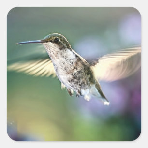 Adesivo Quadrado Voo de Hummingbird