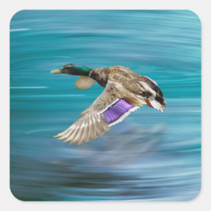 Adesivo Quadrado Voo de patos-reais