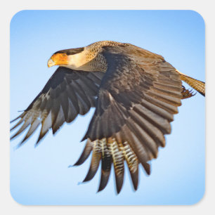 Adesivo Quadrado "Voo do Caracara"