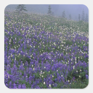 Adesivo Quadrado WA, Monte Rainier NP, Lupine e Bistort meadow