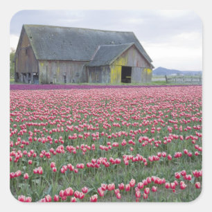 Adesivo Quadrado WA, Skagit Valley, Tulip Field e Barn