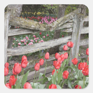Adesivo Quadrado WA, Vale do Skagit, Jardim de Tulipas Roozengaarde
