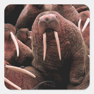 Adesivo Quadrado Walrus