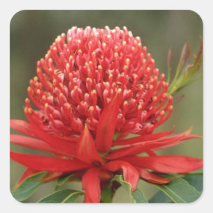 Adesivo Quadrado Waratah na flor, flores de Austrália