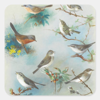 Adesivo Quadrado Warbler e Wrens,