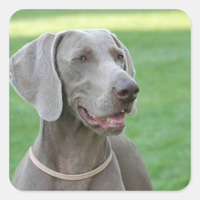 Adesivo Quadrado Weimaraner (Frente)