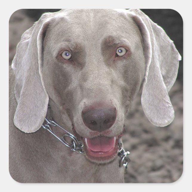 Adesivo Quadrado Weimaraner (Frente)