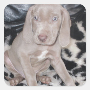 Adesivo Quadrado Weimaraner Puppy